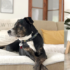 TU CASA ENORDEN Y LIMPIA CON MASCOTAS, ¡ES POSIBLE! [CURSO ONLINE]